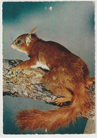 Eichhörnchen, Tierwelt - Autres & Non Classés