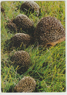 Igel, Tierwelt - Other & Unclassified