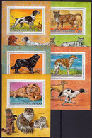 Centrafrica 1975, Dogs And Cats, 5BF - Hauskatzen