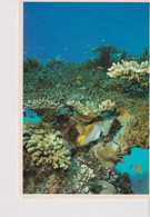 MALDIVE  MALDIVES  CORAL GARDENS  IN SPARKLING WATERS  NICE STAMP - Maldive