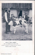 La Cornée, La Chaux-du-Milieu, Naissance D'un Veau à 3 Pattes, Exposé à Fleurier (1871) - Fleurier