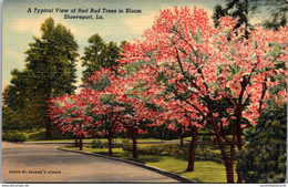 Louisiana Shreveport Typical View Of Red Bud Trees In Bloom Curteich - Shreveport