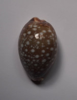 Cypraea Vitellus - Coquillages