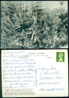 Great Britain 1985 Postcard Birds Of Galloway Forest Park Hen Harrier - Dumfriesshire