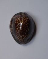 Cypraea Depressa - Coquillages