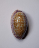 Cypraea Chinensis - Coquillages