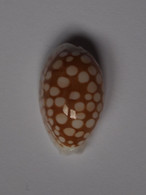 Cypraea Cribraria - Coquillages