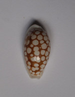 Cypraea Cribraria - Coquillages