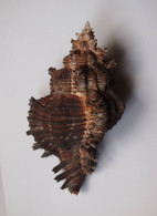 Chicoreus Cf. Torrefactus - Coquillages