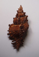 Chicoreus Penchinati - Coquillages