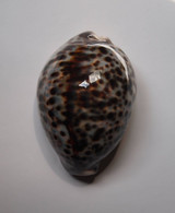 Cypraea Tigris - Coquillages