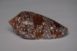 Conus Textile - Coquillages