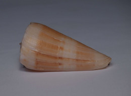 Conus Urashimanus - Coquillages