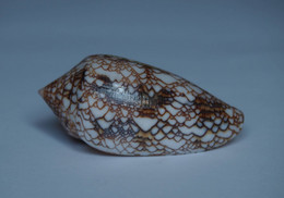 Conus Canonicus - Coquillages