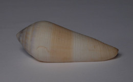 Conus Terebra - Coquillages