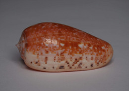 Conus Bullatus - Coquillages