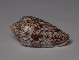 Conus Textile - Coquillages