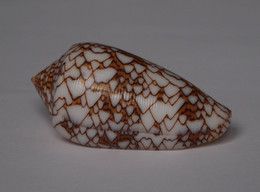 Conus Textile - Coquillages