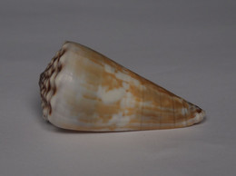 Conus Distans - Coquillages