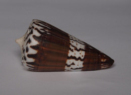 Conus Generalis - Coquillages