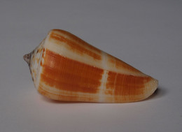 Conus Consors - Coquillages