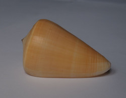 Conus Quercinus - Coquillages