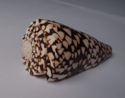 Conus Bandanus - Coquillages