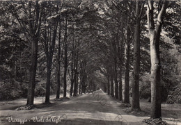 CARTOLINA  VIAREGGIO,TOSCANA,VIALE DEI TIGLI,MEMORIA,RELIGIONE,CULTURA,IMPERO ROMANO,BELLA ITALIA,VIAGGIATA 1955 - Viareggio