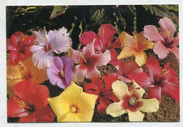 AK 057743 FIJI - Hibiscus Flowers - Fidji