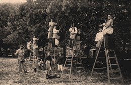 Vivonne * La Cueillette Du Tilleul Sur Le Champ De Foire * Villageois Cueilleuses - Vivonne