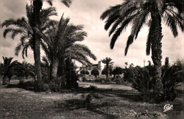 Maroc  >   Carte Postale  > Scène Et Types > La Cigogne > T V 7 F 06 ) - Marrakech