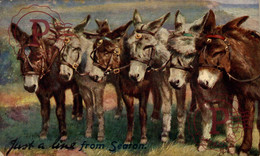 JUST A LINE FROM SEATON, RAPHAEL TUCK & SONS OILETTE JUST A LINE    BURROS DONKEYS ÂNES ANIMALES ANIMALS LEX ANIMAUX - Asino