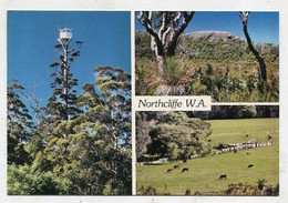 AK 057805 AUSTRALIA - Northcliffe - Autres & Non Classés