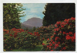 AK 057814 SCOTLAND - Rhododendrons By Balquhidder - Perthshire