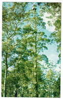 Ref  1549  -  Postcard - The Gloucester Tree Lookout - Pemberton Western Australia - Other & Unclassified