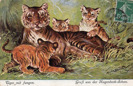 Oilette - Park Zoo Hagenbeck Tiger Mit Jungen  Tigre Avec Petits - Eimsbüttel