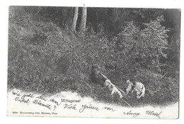 Mittagsrast. Kunstverlag Chr Meisser, Chur. Carte Expédiée De Schiers 1906 (1030) - GR Grisons