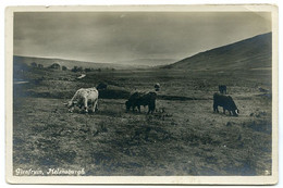 HELENSBURGH : GLENFRUIN (HIGHLAND CATTLE) - Dunbartonshire