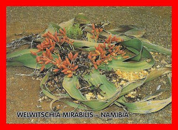 CPSM/gf PLANTES. WELWITSCHIA MIRABILIS (Namibie)  Plante Préhistorique...O643 - Geneeskrachtige Planten