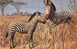 Illustrateur Zébre T S N 724 - Zebre