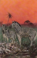 Illustrateur Famille De  Zébres Coucher De Soleil T S N 802 - Zebras