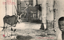 Djibouti Une écurie De Pur Sang Zébre Et Onyx - Zebras