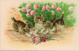 Illustrateur Jub  " Chat Fleuriste " - Wills, John