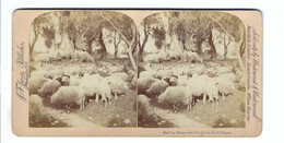 Herding Sheep Under The Olives South France J F Jarvis,Publisher,Washington, D C  Sold By Underwood&Underwood - Visionneuses Stéréoscopiques