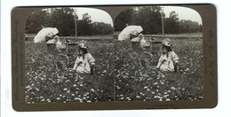 Gathering Daisies Copyright 1897 By R Y YOUNG    American Stereoscopie Company New York U & A - Visionneuses Stéréoscopiques