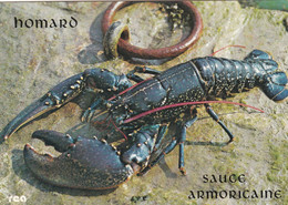 RECETTES DE CUISINE.." HOMARD A L'ARMORICAINE  " . SERIE GASTRONOMIE BRETONNE - Recettes (cuisine)