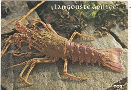 RECETTES DE CUISINE.." LANGOUSTE GRILLEE  " . SERIE GASRTONOMIE BRETONNE - Recettes (cuisine)