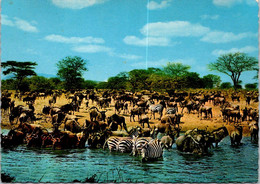 (1 G 3) Frankfurt (German) - Africa Zebra & Gnus At Waterhole In Africa ? - Zebre