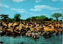 (1 G 3) Frankfurt (German) - Africa Zebra & Gnus At Waterhole In Africa ? - Zèbres