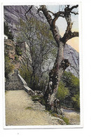 Carte Postale  HOTELLERIE DE LA  SAINTE BAUME SAINT ZACHARIE La Montée De La Grotte  VAR 83 - Saint-Zacharie